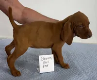 Brown girl, a female Vizsla for sale in Hillsboro, OH – 5 of 6