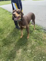 Houdini, a male Vizsla and Weimaraner for sale in Hillsboro, OH – 2 of 4