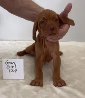 Gray girl 124, a female Vizsla for sale in Hillsboro, OH – 2 of 8