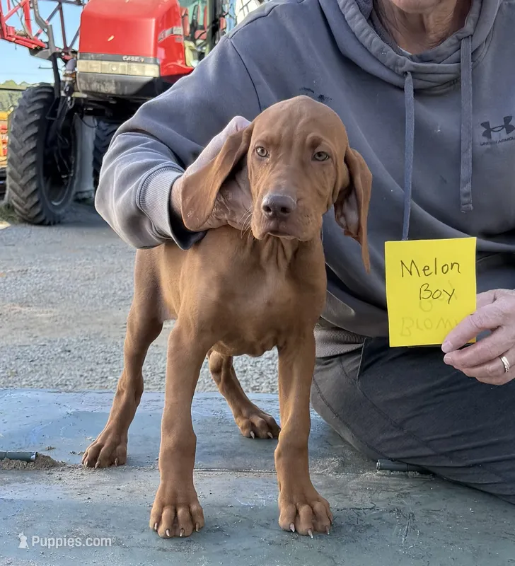 Melon Boy – Vizsla puppy for sale in Hillsboro, OH