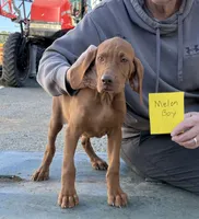 Melon Boy, a male Vizsla for sale in Hillsboro, OH – 1 of 5