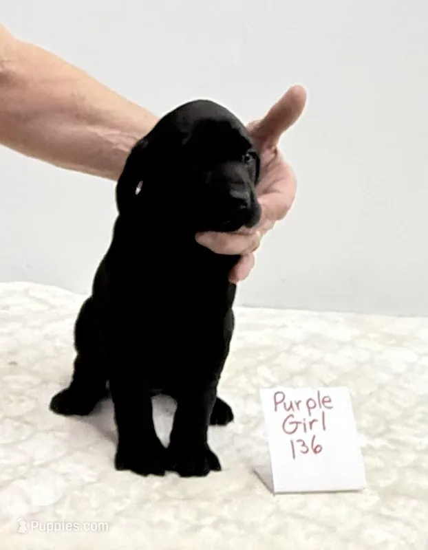 Purple 136 – Weimaraner puppy for sale in Hillsboro, OH