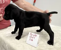 Purple 136, a female Weimaraner for sale in Hillsboro, OH – Photo 4 of 5