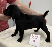 Purple 136, a female Weimaraner for sale in Hillsboro, OH – Photo 5 of 5