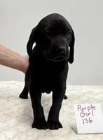 Purple 136, a female Weimaraner for sale in Hillsboro, OH – Photo 2 of 5