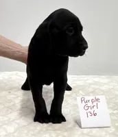 Purple 136, a female Weimaraner for sale in Hillsboro, OH – Photo 3 of 5