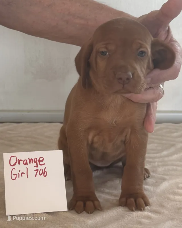 Orange girl 706 – Vizsla puppy for sale in Hillsboro, OH