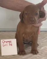Orange girl 706, a female Vizsla for sale in Hillsboro, OH – 1 of 5