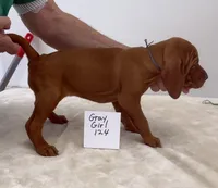 Gray girl 124, a female Vizsla for sale in Hillsboro, OH – 5 of 8