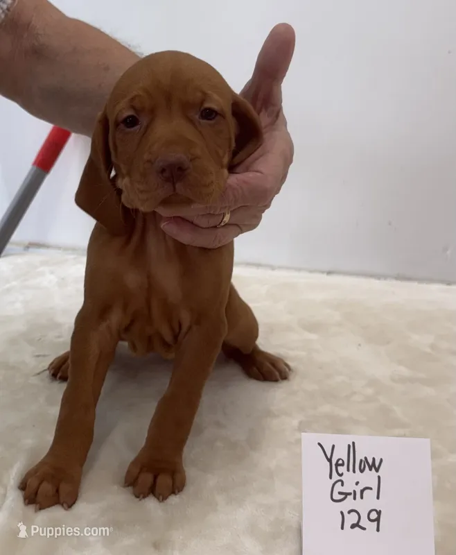 Yellow girl 129 – Vizsla puppy for sale in Hillsboro, OH
