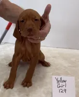 Yellow girl 129, a female Vizsla for sale in Hillsboro, OH – 1 of 9
