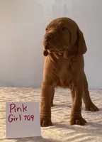 Pink girl 709, a female Vizsla for sale in Hillsboro, OH – 2 of 6