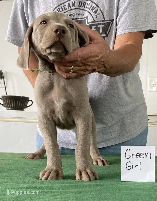 Green girl, a female Weimaraner for sale in Hillsboro, OH – Photo 1 of 6