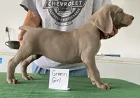 Green girl, a female Weimaraner for sale in Hillsboro, OH – Photo 6 of 6