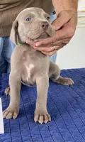 Green girl, a female Weimaraner for sale in Hillsboro, OH – Photo 3 of 6