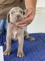 Green girl, a female Weimaraner for sale in Hillsboro, OH – Photo 2 of 6