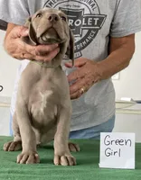 Green girl, a female Weimaraner for sale in Hillsboro, OH – Photo 5 of 6