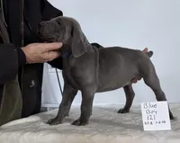 Blue boy 121, a male Weimaraner for sale in Hillsboro, OH – Photo 7 of 8