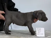 Blue boy 121, a male Weimaraner for sale in Hillsboro, OH – Photo 6 of 8