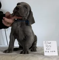 Blue boy 121, a male Weimaraner for sale in Hillsboro, OH – Photo 4 of 8