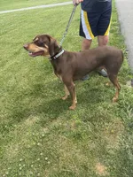 Houdini, a male Vizsla and Weimaraner for sale in Hillsboro, OH – 4 of 4