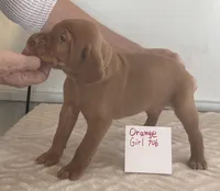 Orange girl 706, a female Vizsla for sale in Hillsboro, OH – 4 of 5