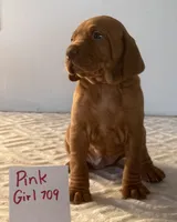 Pink girl 709, a female Vizsla for sale in Hillsboro, OH – 5 of 6