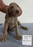 Green boy, a male Weimaraner for sale in Hillsboro, OH – 3 of 7