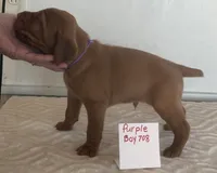 Purple boy 708, a female Vizsla for sale in Hillsboro, OH – 2 of 7