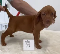 Yellow girl 129, a female Vizsla for sale in Hillsboro, OH – 9 of 9