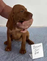 Brown girl, a female Vizsla for sale in Hillsboro, OH – 2 of 6