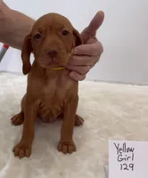 Yellow girl 129, a female Vizsla for sale in Hillsboro, OH – 2 of 9