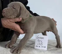 Green boy 135, a male Weimaraner for sale in Hillsboro, OH – Photo 4 of 5