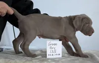 Green boy 135, a male Weimaraner for sale in Hillsboro, OH – Photo 3 of 5