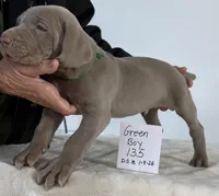 Green boy 135, a male Weimaraner for sale in Hillsboro, OH – Photo 5 of 5