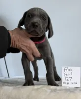 Pink girl127, a female Weimaraner for sale in Hillsboro, OH – Photo 2 of 5