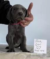Pink girl127, a female Weimaraner for sale in Hillsboro, OH – Photo 1 of 5