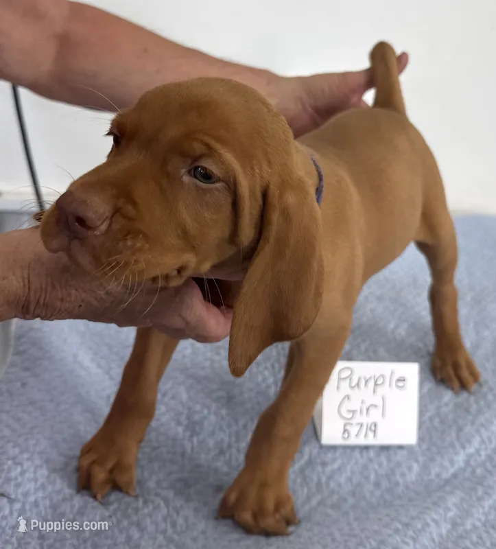 Green boy – Vizsla puppy for sale in Hillsboro, OH