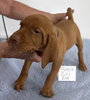 Green boy, a male Vizsla for sale in Hillsboro, OH – 1 of 8