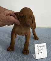 Brown girl, a female Vizsla for sale in Hillsboro, OH – 1 of 6
