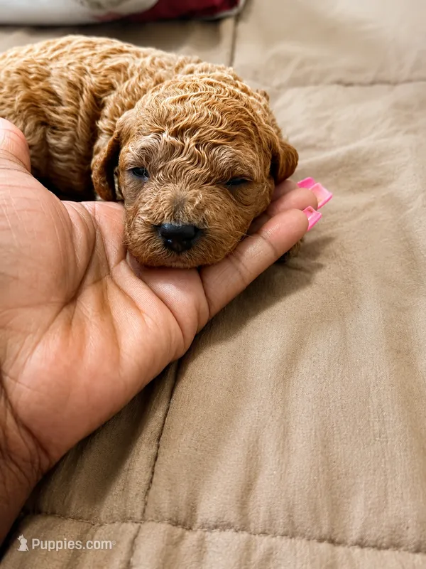 Cavapoo pups – Cavapoo puppy for sale in Brooklyn, NY
