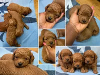 Cavapoo pups, a female Cavapoo for sale in Brooklyn, NY – 3 of 3