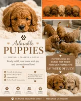 Cavapoo pups, a female Cavapoo for sale in Brooklyn, NY – 2 of 3