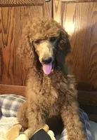 Pierre, a male Poodle - Standard  for sale in Shawnee, OK – Photo 5 of 5