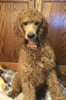 Pierre, a male Poodle - Standard  for sale in Shawnee, OK – Photo 2 of 5