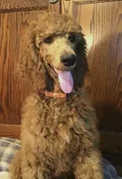 Pierre, a male Poodle - Standard  for sale in Shawnee, OK – Photo 3 of 5