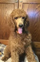 Pierre, a male Poodle - Standard  for sale in Shawnee, OK – Photo 1 of 5