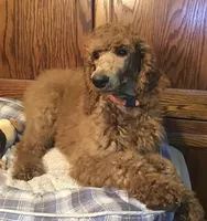 Pierre, a male Poodle - Standard  for sale in Shawnee, OK – Photo 4 of 5