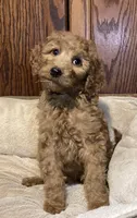 Rosie, a female Goldendoodle for sale in Shawnee, OK – Photo 2 of 8