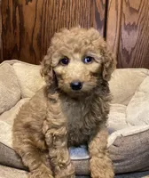 Rosie, a female Goldendoodle for sale in Shawnee, OK – Photo 7 of 8